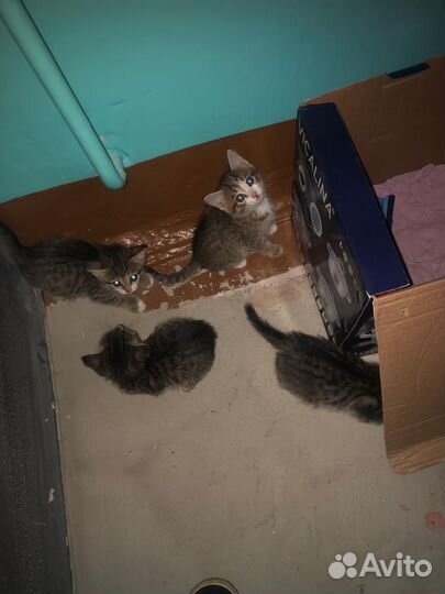 Котята в добрые руки