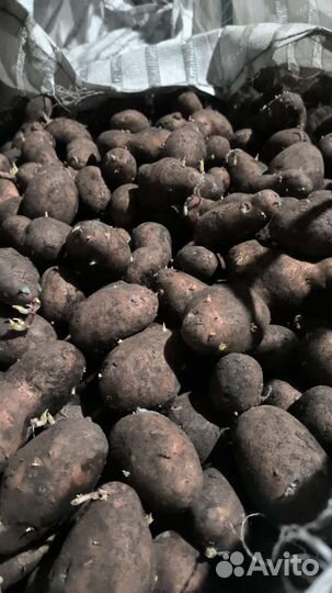 Семенной картофель