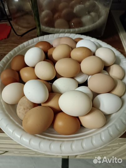 Яйцо деревенское,домашнее