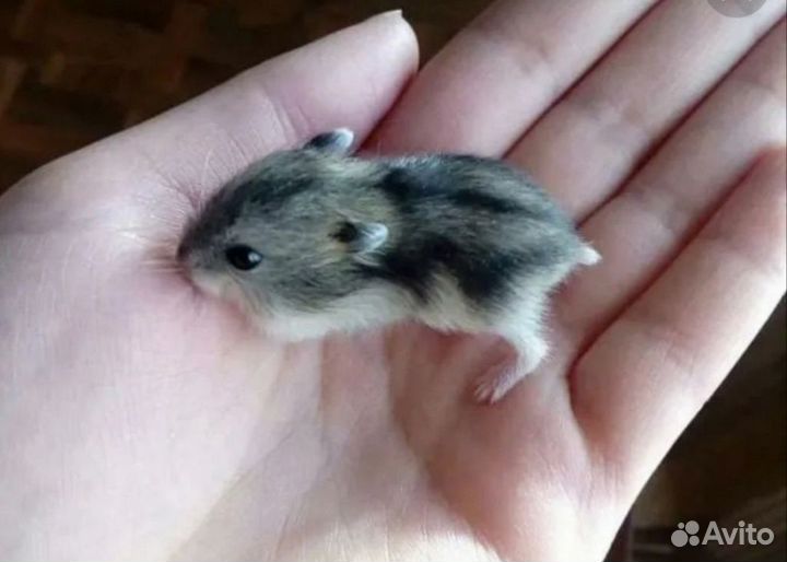 Джунгарский хомяк
