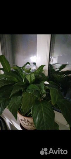 Отводки цветка Спатифиллум