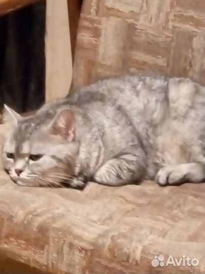 Кошечка найдена прочитайте пожалуйста