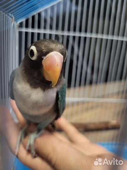 Неразлучник масковый с клеткой