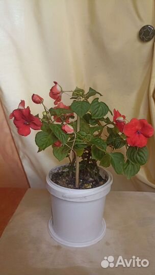 Бальзамин ванька мокрый