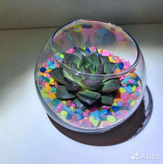 Флорариум compliment