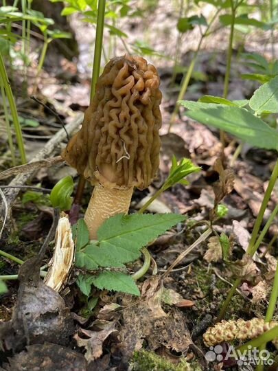 Весенний деликатес Сморчковая шапочка