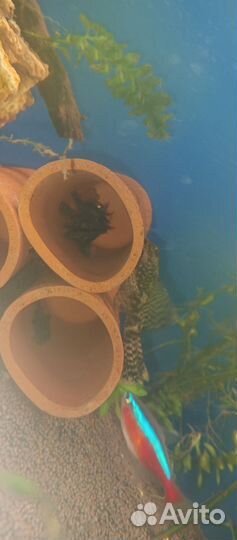 Малëк анциструса