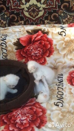 Котята шотландские
