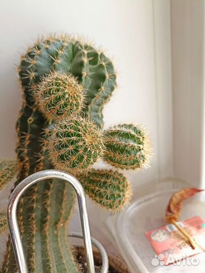 Пеларгония