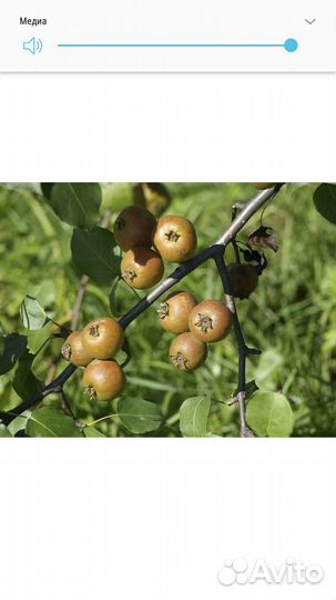 Саженцы Ирги Канадской, Ирга Звездная ночь