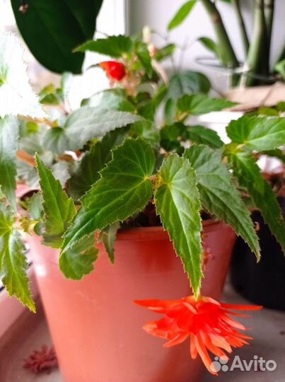 Бегония ампельная