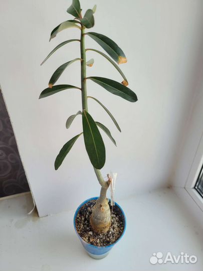 Сеянец прививка