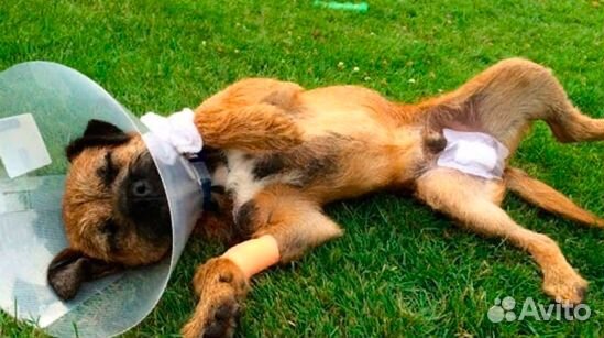 Ветеринарный врач на дом