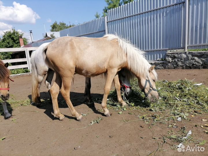 Шетлендские пони
