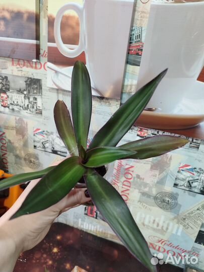 Домашние растения цветы