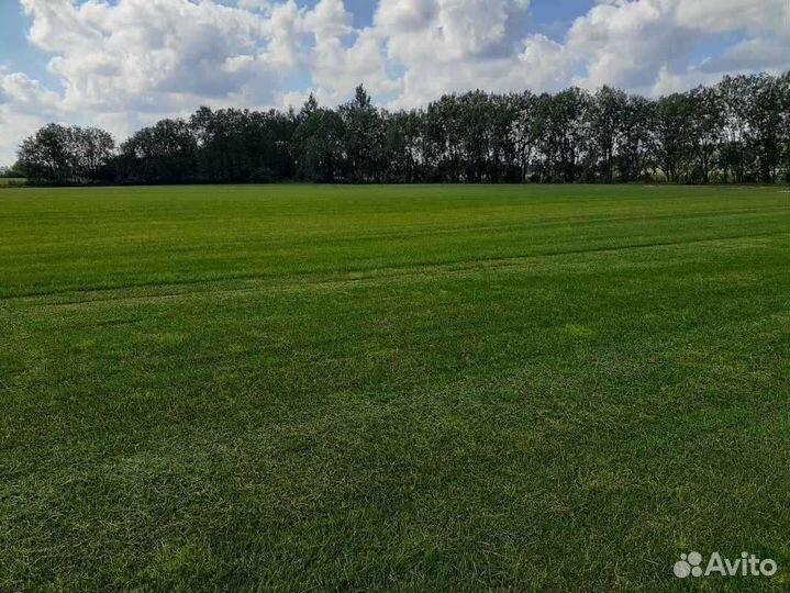 Рулонный газон от производителя