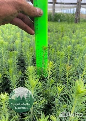 Зкс и окс Сосна Ель Лиственница сеянцы Голуб горн