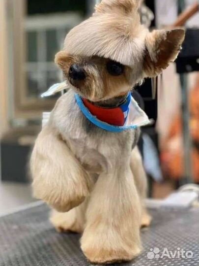 Стрижка собак