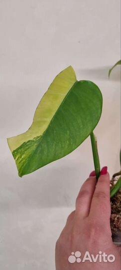 Монстера еллоу сплеш