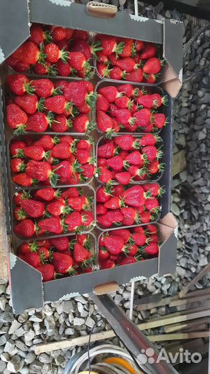 Клубника опт от 500кгдо 1.5т