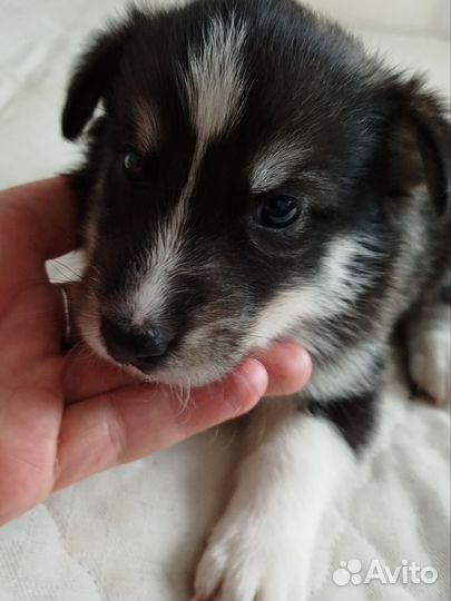 Собака в добрые руки отдам бесплатно