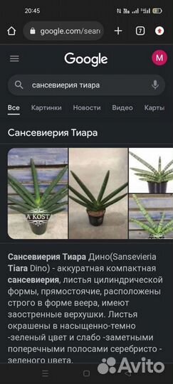 Сансевиерия Тиара