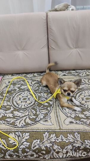 Мальчик для вязки