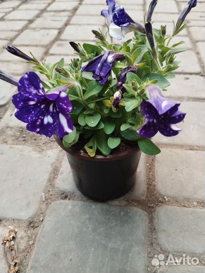 Растения цветы для сада