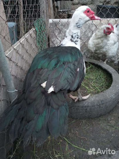 Селезень индоутки