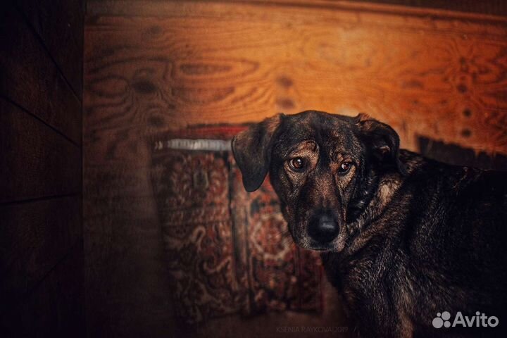 Собака в добрые руки