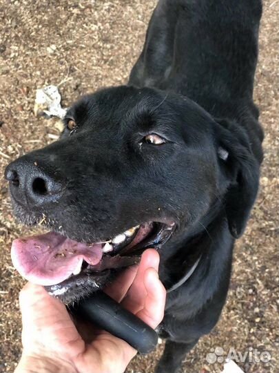 Собаки бесплатно в добрые руки