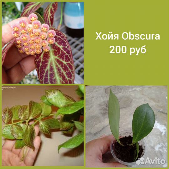 Комнатные цветы, хойи