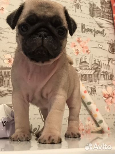 Щенки мопса