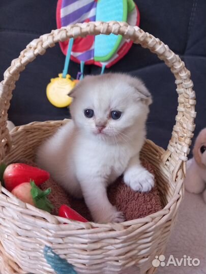 Шотландский котенок