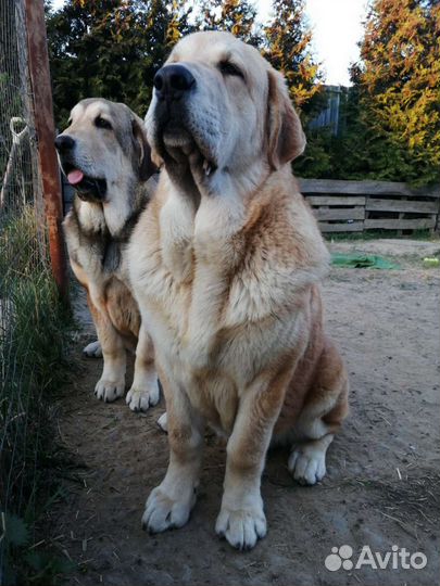 Щенки испанского мастифа