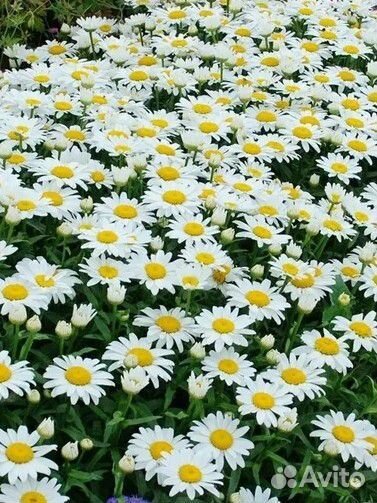 Мускарики и ромашка садовая