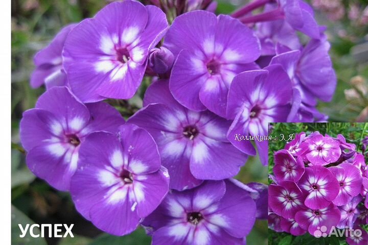 Лилии, флоксы коллекционные. Доставка почтой, 8 кв