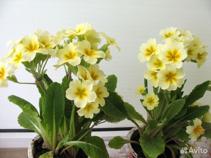 Шикарные примулы