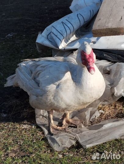 Селезень индоутки