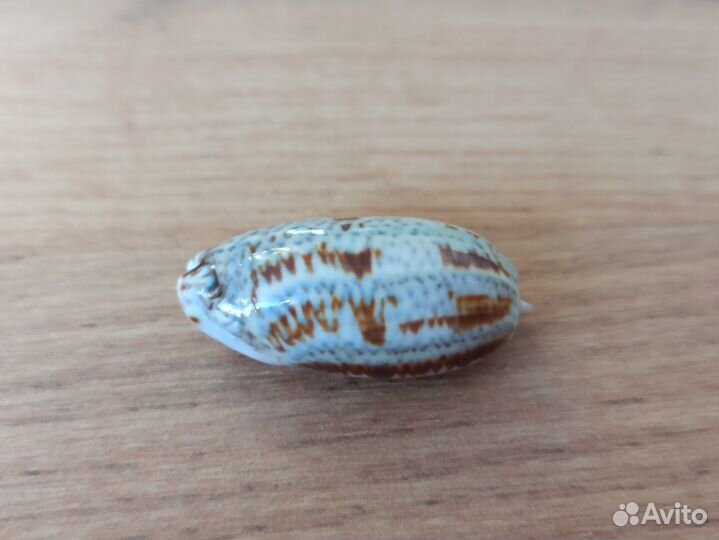 Морская раковина