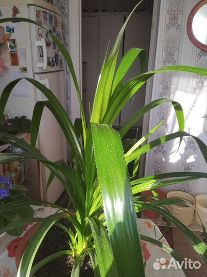 Пальма панданус