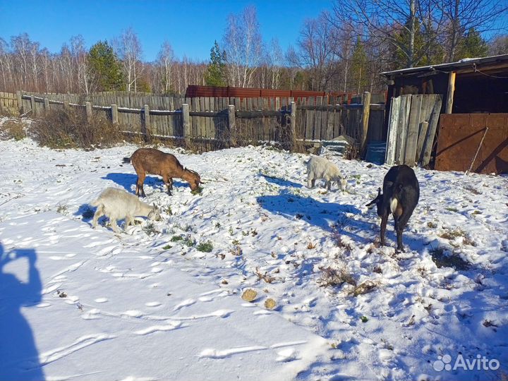 Нубийские козы