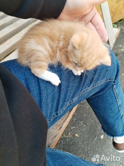 Кошки в добрые руки бесплатно