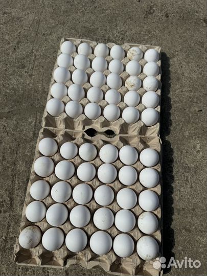 Яйцо домашнее