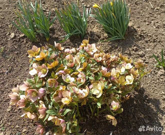 Морозник кавказский