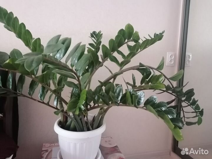 Доллоровое дерево