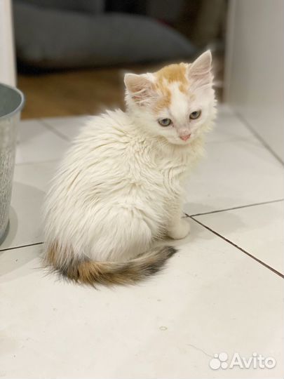 Котенок девочка