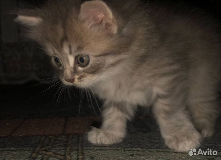 Британский котёнок