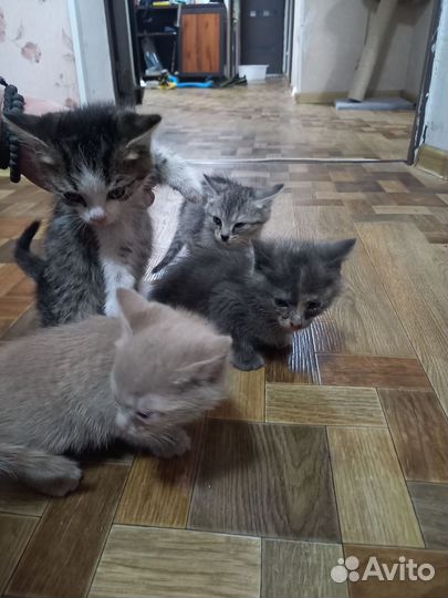 Котята в добрые руки