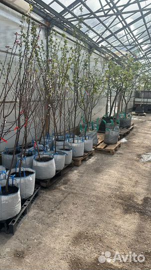 Саженцы яблони груши